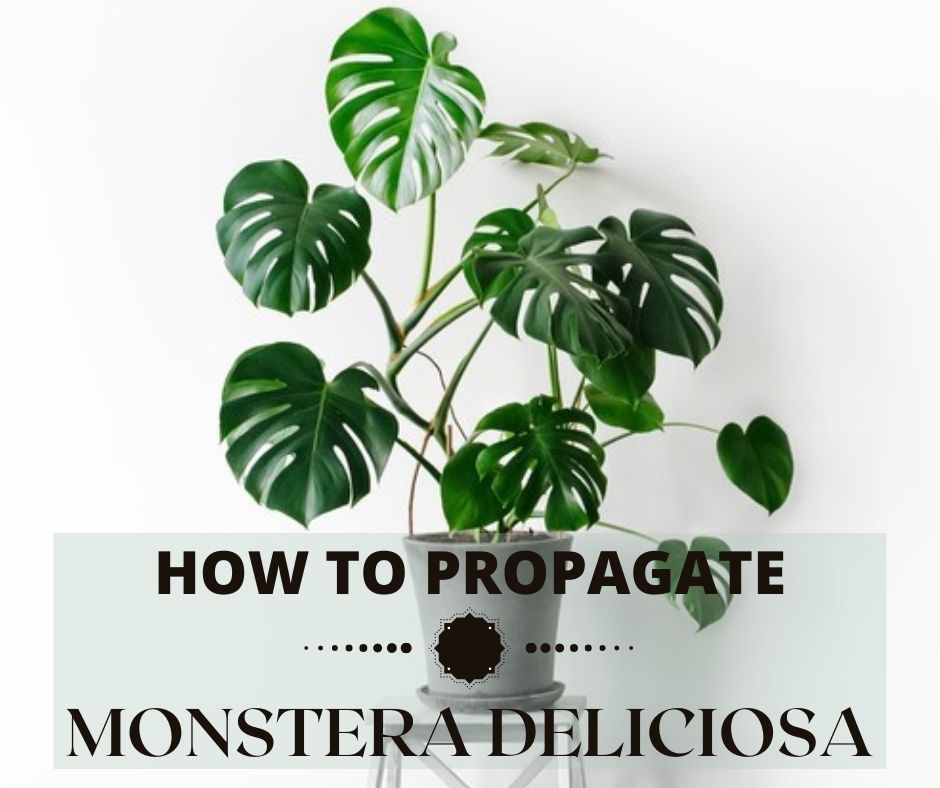 How to Propagate Monstera Deliciosa From a Cutting